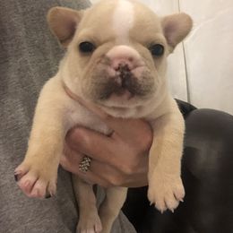 French Bulldog Puppies from Roughneck Frenchies