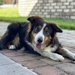 Abby - Border Collie