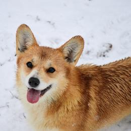 Rue - Pembroke Welsh Corgi