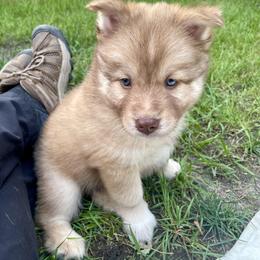Pomsky Puppies from Blue Sky Pomsky