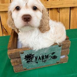 Frost - Red roan female Cockapoo puppy in Connersville, Indiana from MoonShine Babies