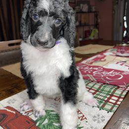 Purple Collar - Parti Poodle puppy in Bennett, Colorado from C & S Kennels Standard Poodles