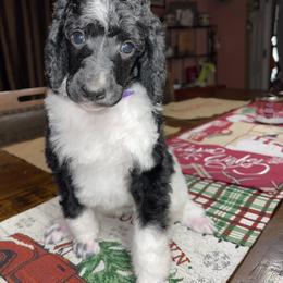 Purple Collar - Parti Poodle puppy in Bennett, Colorado from C & S Kennels Standard Poodles