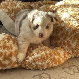 Clarkson - Red merle female Miniature American Shepherd puppy in Garysburg, North Carolina from Schaefer's Miniature American Shepherds