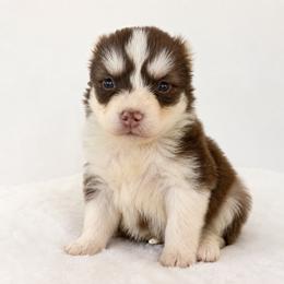 Pomsky Puppies from KY Pomsky Paws