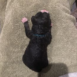 Bernedoodle and Poodle Puppies from Brossier Bernedoodles