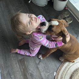 Boxer Puppies from Nala’s Pride