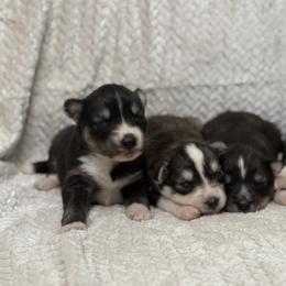 Siberian Huskies from Rose Trail Siberian’s