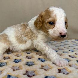 North - Parti male Poodle puppy in Stilwell, Oklahoma from LR&R Dog Co.