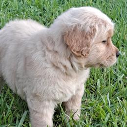 Golden Retrievers from Satori Golden Retrievers