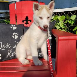 Siberian Husky Puppies from Into the Mystic Siberian Huskies