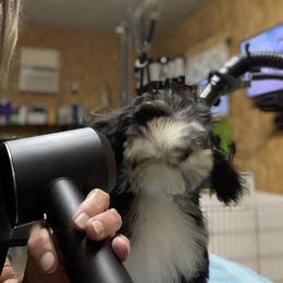 Havanese Puppies from Coraz’on Havanese