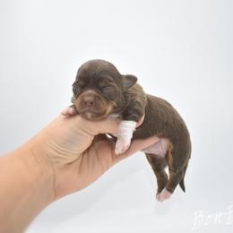 Bon-Bon- TINY - Chocolate and tan female Chihuahua puppy in Bulls Gap, Tennessee from Smokey Mountain Chihuahuas