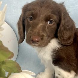 Huckleberry AKC - Piebald male Dachshund puppy in Hendersonville, North Carolina from Snarky Doxy Miniature Dachshunds