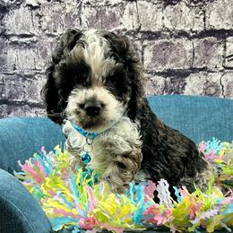 Joey - Black white and tan male Cockapoo puppy in Lancaster, Missouri from Cavapoo Acres