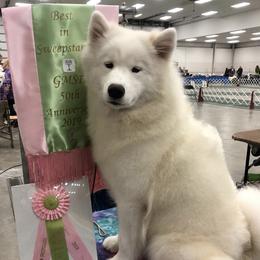 Samoyeds from SamsCC