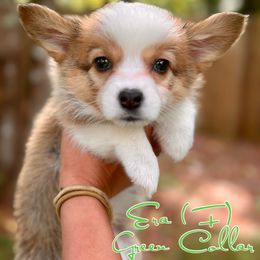Girl 4 - Pembroke Welsh Corgi puppy in White, Georgia from Royal Diamond Corgis