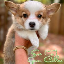 Girl 4 - Pembroke Welsh Corgi puppy in White, Georgia from Royal Diamond Corgis