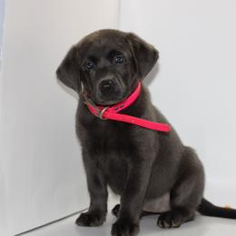 Necklace - Black female Labrador Retriever puppy in Morrilton, Arkansas from Ancient Dogges Performance Dogs
