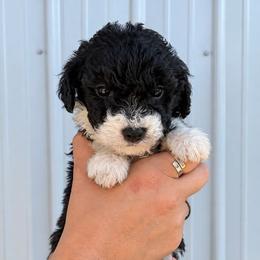 Clyde - Black and white male Aussiedoodle puppy in Hudson, Michigan from Haas Pawz