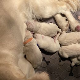 Golden Retriever Puppies from Lowcountry Goldens