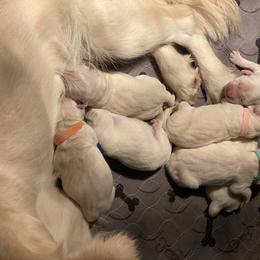 Golden Retriever Puppies from Lowcountry Goldens