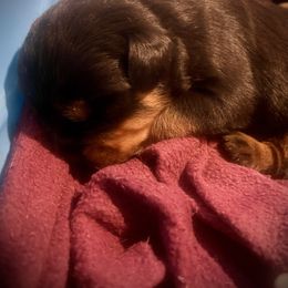 Male 4 - Black and mahogany male Rottweiler puppy in Zebulon, North Carolina from Vom Arnold-Hause Rottweilers