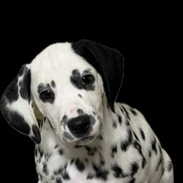 Boy 2 LUA green collar - Dalmatian puppy from Poconopaws