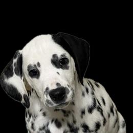 Boy 2 LUA green collar - Dalmatian puppy from Poconopaws
