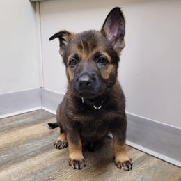 Volt - Sable male German Shepherd puppy in Winchester, Kentucky from Del Lago Canine Center