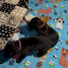 Girl 1... First and Second pick taken of three - Black Cane Corso puppy in Linden, Texas from Da Boyz Cane Corso