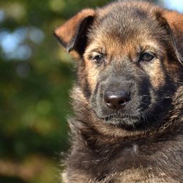 Sable Male 2 - German Shepherd puppy in Oxford, Arkansas from Atlas Shepherds