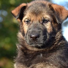 Sable Male 2 - German Shepherd puppy in Oxford, Arkansas from Atlas Shepherds
