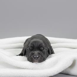 Boy 1 - Black male Cane Corso puppy in Haslet, Texas from Trained To Go Corso Kennels (T.T.G. Corso Kennels)