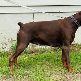 Doberman Pinschers from Blue Moon Dobermans
