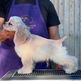 Vino - Buff male Cocker Spaniel puppy in Rialto, California from Arquivolta Kennel
