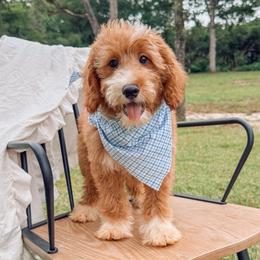 Bandera - Red  male Goldendoodle puppy in Iola, Texas from Supreme Doodles of Texas