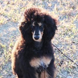 Australian Shepherds, Miniature Australian Shepherds, and Poodles from Sassy Lil Aussies and Diamond W Poodles