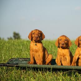 German Shorthaired Pointer, Vizsla, and Weimaraner Puppies from Nosam kennels