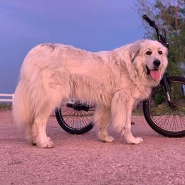 Great Pyrenees from EverestSnow Pyrenees