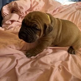 Yellow collar male - Red male Boerboel puppy in Rockford, Illinois from Adoraboerboels