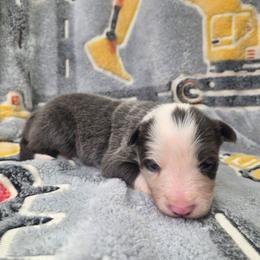 Pepper - Blue female Border Collie puppy in Gary, Indiana from Lake Ridge Border Collies