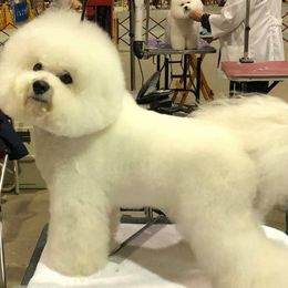 Tintin - Bichon Frise