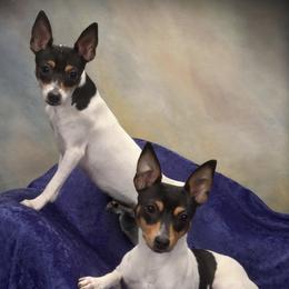 Toy Fox Terriers from Natchez Poms/ Toy Fox Terriers