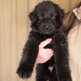 Purple - Black female German Shepherd puppy in Tennessee from Chattanooga Tn German Shepherds