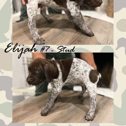 German Shorthaired Pointer Puppies from German Shorthaired Pointers - Golden CO