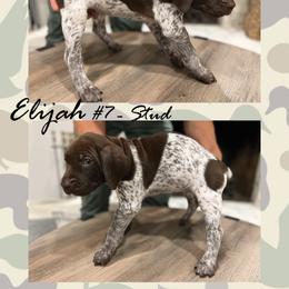 German Shorthaired Pointer Puppies from German Shorthaired Pointers - Golden CO