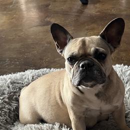 Diva - French Bulldog