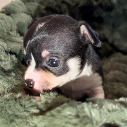 Susie - Black and white female Chihuahua puppy in Amity, Pennsylvania from Rhoda and Verna