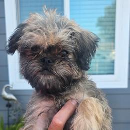 Shiloh - Belge male Brussels Griffon puppy in Yucaipa, California from Griffs & Giggles Ranch - The Cortez Family